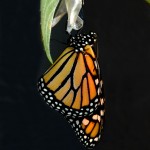 Monarch Butterfly Emerges